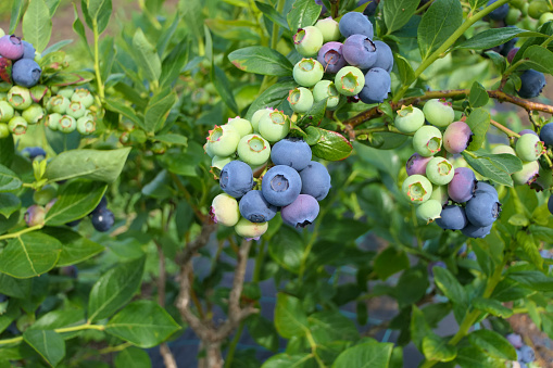Many ripe and ripening fruits bearing blueberry bush in late summer