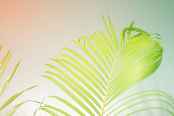 istock colorful color palm leaves with shadow on wall concrete background.Silhouette abstract tropical leaf natural pattern for summer design .Soft image backdrop. 1298259065