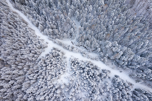 Road leading through Winter Forest, Bird's-Eye View, Aerial Winter Wonderland. Converted from RAW.