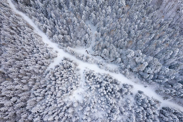 road leading through winter forest, bird's-eye view, aerial winter wonderland - vista aérea de carro isolado imagens e fotografias de stock