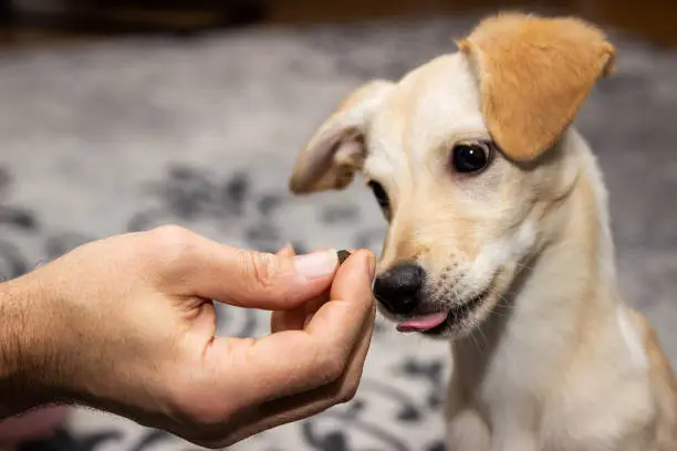 Photo of Puppy dog gets an goodie feed, training and reward, bodypart hand