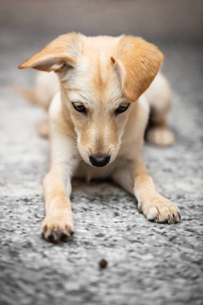 istock puppy dog learning obedience, training and upbringing with goodie, command stay 1298260276
