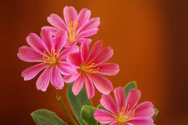 A beautiful close-up image of a Lewisia cotyledon with multiple flowers