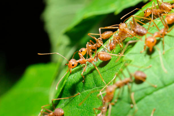 istock ant action make nest ant bridge unity team, Concept team work together 1298261144