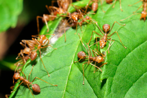 istock ant action make nest ant bridge unity team, Concept team work together 1298261217