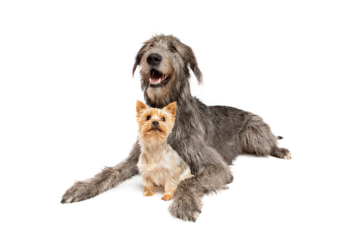 Irish Wolfhound and Yorkshire terrier in front of a white background