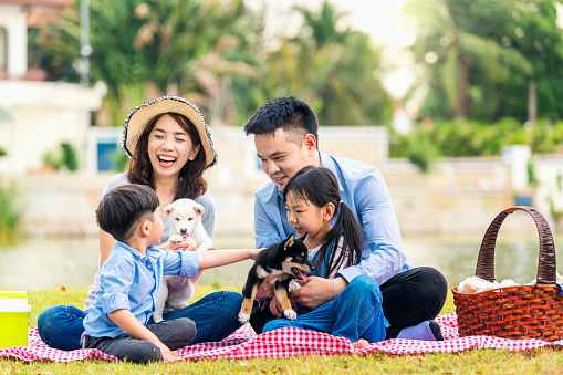 An Asian family plays with a Shiba Inu dog. Happy family with pet dog at picnic in a sunny day.