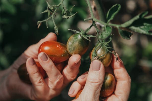 istock Female hands pick brown tomatoes from bush 1298261654