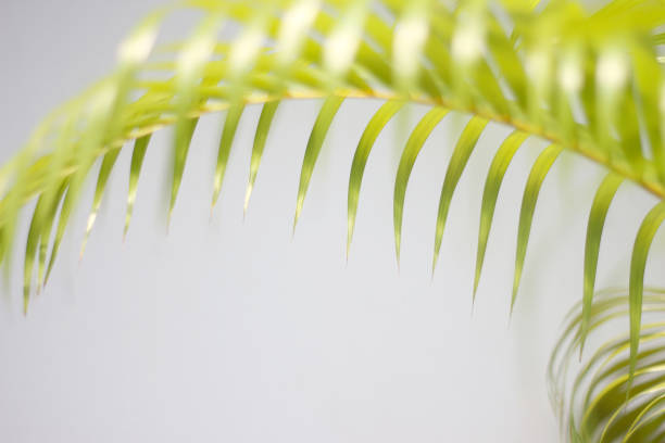 istock green palm leaf and shadows on a concrete wall white background 1298261720