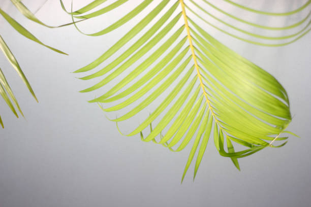 istock palm green leaf and shadows on a concrete wall white background 1298261727