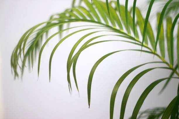 istock palm green leaf and shadows on a concrete wall white background 1298261731