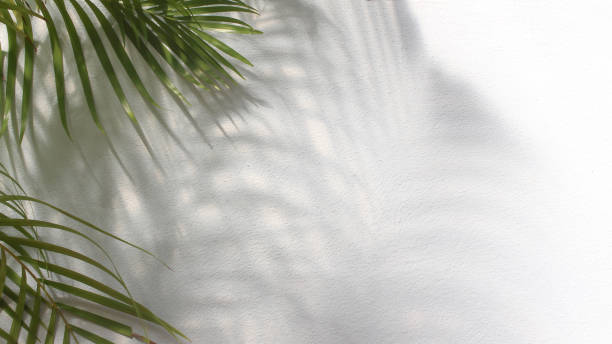 istock green leaf of palm tree with shadow on white background 1298261732