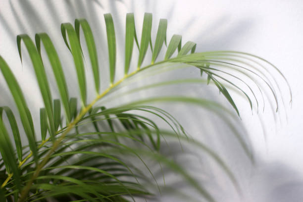 istock palm green leaf and shadows on a concrete wall white background 1298261733