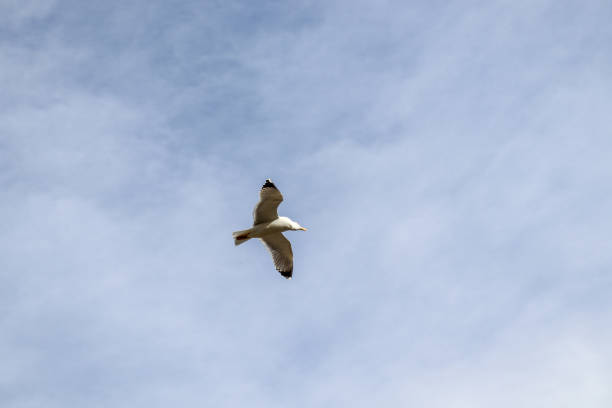 istock A bird flying in the sky 1298261813