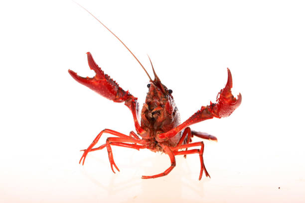 lagostim em um fundo branco - crayfish - fotografias e filmes do acervo