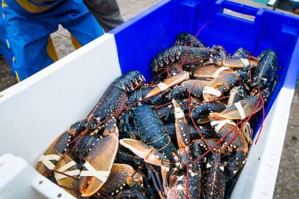 istock Cancer, crayfish, crawfish captured alive 1298263064