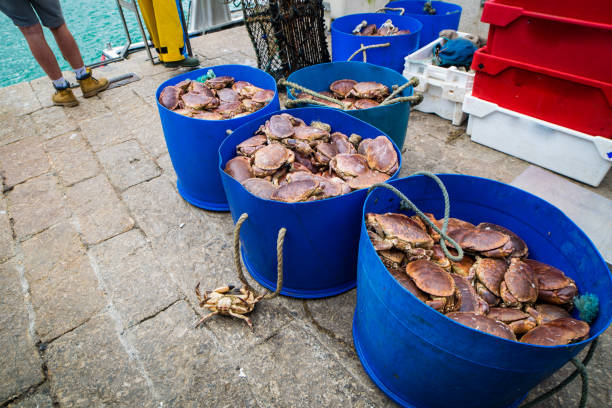 istock Crustacean in a buckets in harbour 1298263073