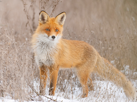Red fox Vulpes vulpes in a winter landscape.