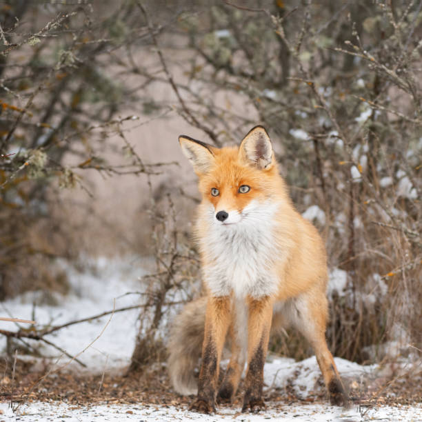 istock Red fox Vulpes vulpes in a winter landscape. Close up 1298264272