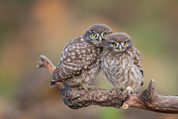 Two little owl Athene noctua on a beautiful background
