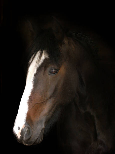 istock Beautiful Horse Headshot 1298264373