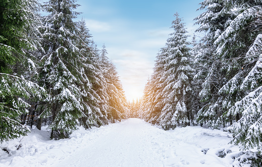 Winter forest with snow covered trees along hiking trail in High Fens, Belgian Ardennes.