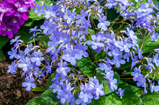 Streptocarpus 'Falling Stars' a spring summer flowering plant with a blue summertime flower commonly known as Cape primrose, stock photo image