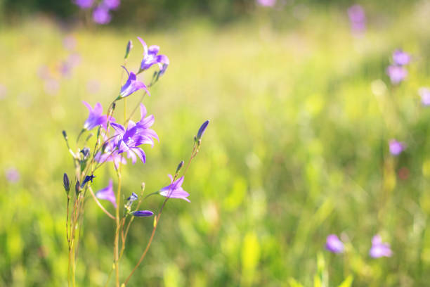 Blue campanula bellflower flower in spring field
