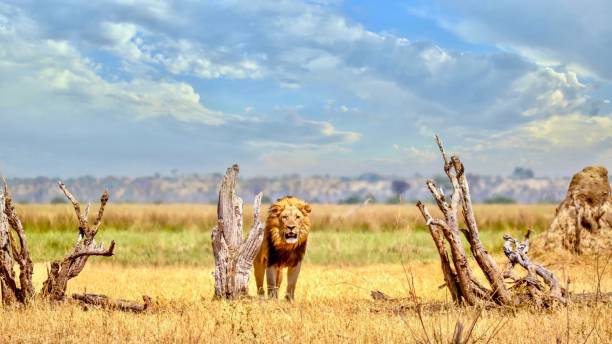 A male lion (Panthera leo) stands surveying his territory in the wilderness of Savute, in Chobe National Park, Botswana. stock photo