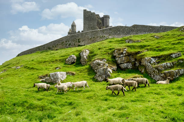 the rock of cashel, hrabstwo tipperary w irlandii. - cashel zdjęcia i obrazy z banku zdjęć