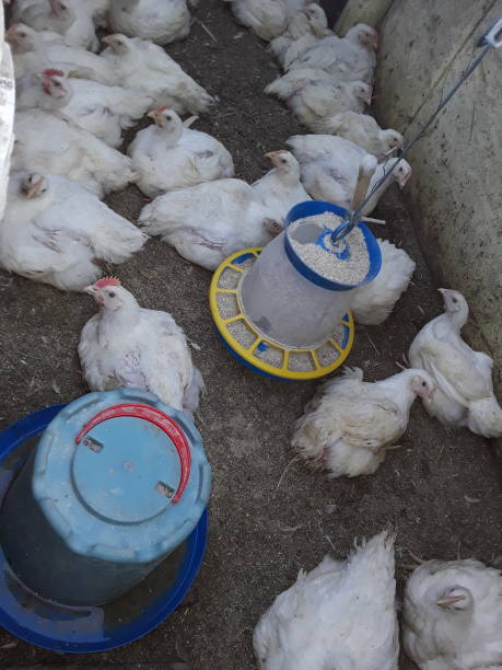 istock Breeding chickens on in the farm 1298266728
