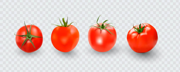 ilustrações de stock, clip art, desenhos animados e ícones de tomato set. red tomato collection. photo-realistic vector tomatoes on transparent background. - shiny group of objects high angle view close up