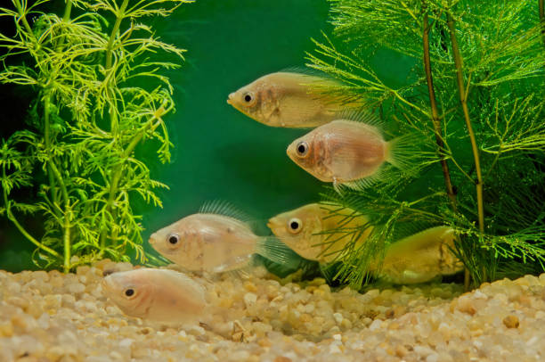 Kissing gourami