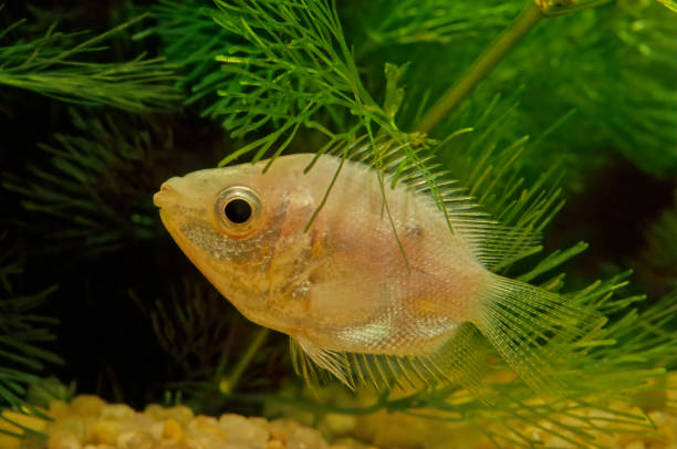 istock Kissing gourami 1298267609