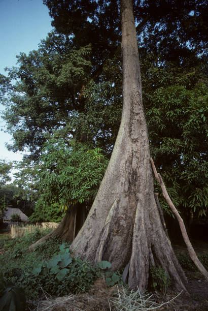 Ceiba tree Trunk of Ceiba Tree Ceiba pentandra casamance photos stock pictures, royalty-free photos & images