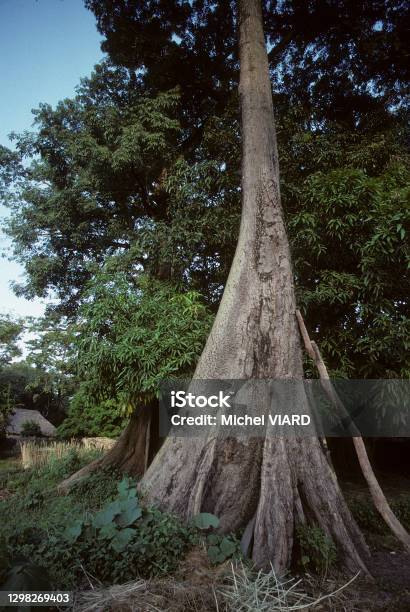 Ceiba Tree Stock Photo - Download Image Now - Botany, Casamance, Ceiba Tree