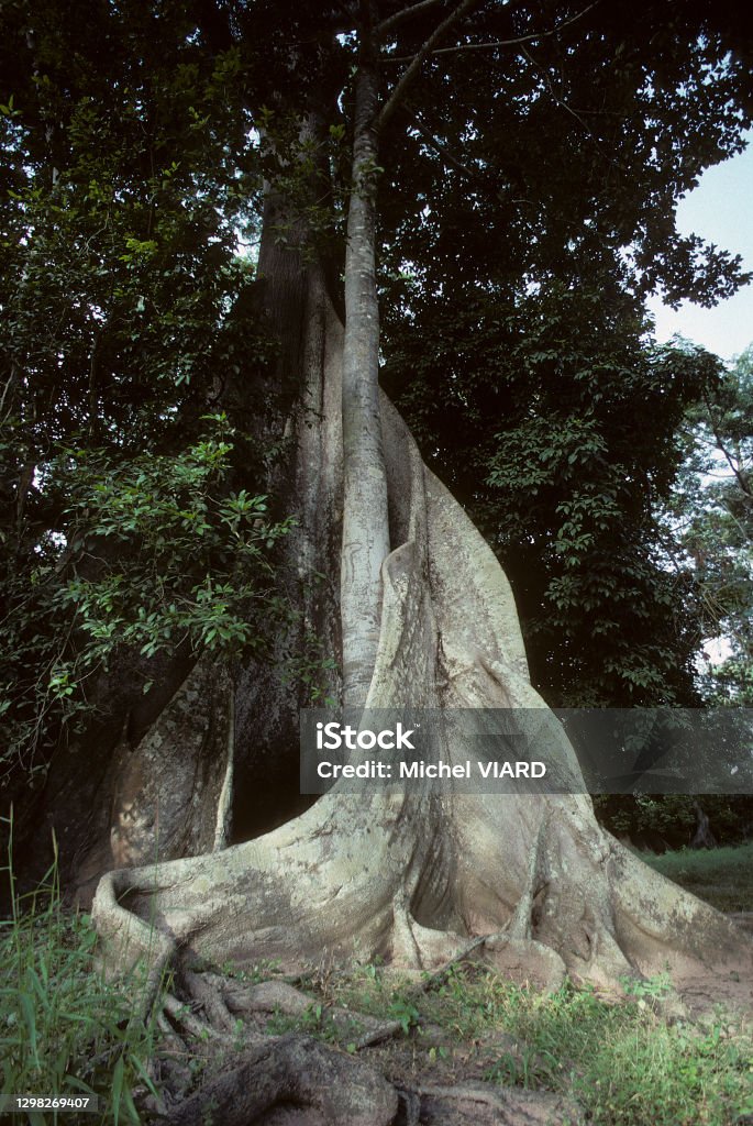 Ceiba tree Trunk of Ceiba Tree Ceiba pentandra Botany Stock Photo