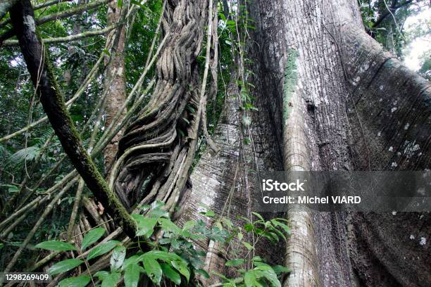 Ceiba Tree Stock Photo - Download Image Now - Botany, Casamance, Ceiba Tree