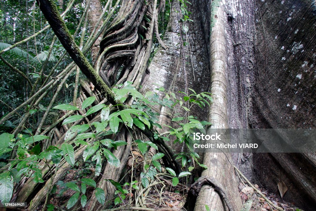 Ceiba tree Trunk of Ceiba Tree Ceiba pentandra Botany Stock Photo