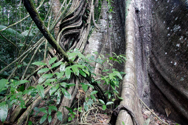 Ceiba tree Trunk of Ceiba Tree Ceiba pentandra casamance photos stock pictures, royalty-free photos & images