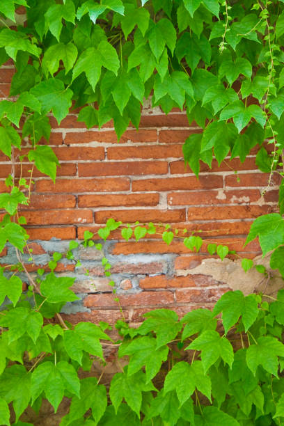 istock Old brick wall covered in ivy 1298269822
