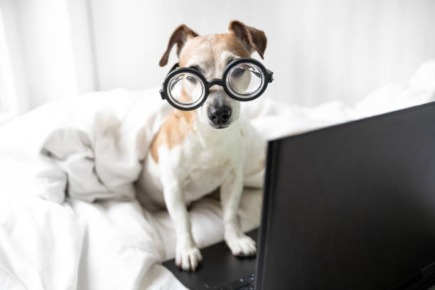 istock smart dog in glasses bed working with laptop computer 1298273038