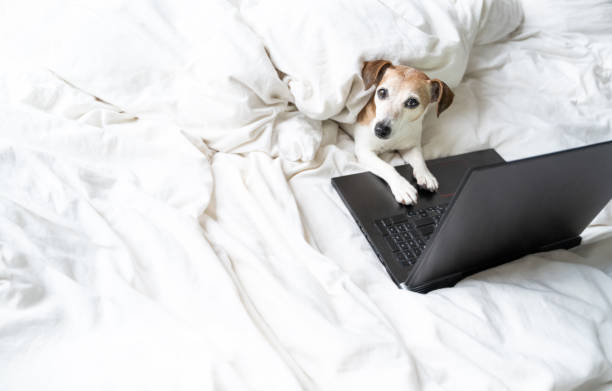 istock adorable small dog Jack Russell terrier with computer relaxing in the white bed. 1298273094