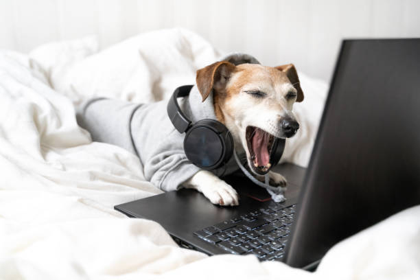 falando, boca aberta em surpresa, chocado cansado cão entediado jack russell terrier bocejos - dog school audio - fotografias e filmes do acervo