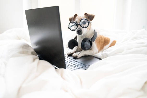 engraçado cão dj com óculos olhando para a câmera relaxado trabalhando online - dog school audio - fotografias e filmes do acervo