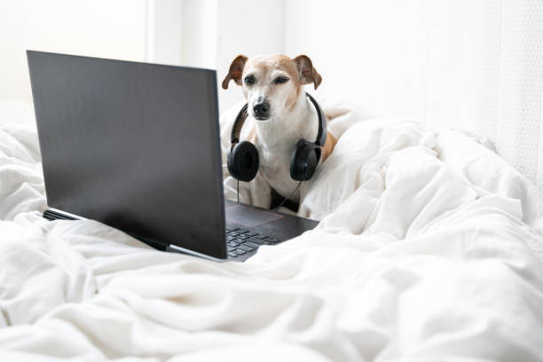 istock Adorable dog Jack Russell terrier programmer Freelancer remote home office. 1298273232