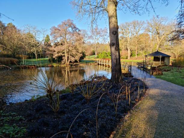 istock Across the Pond at Savill Gardens 1298273288