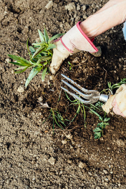 istock Woman removing weeds from her garden 1298273386