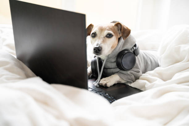istock funny dog looking with suspicion lying in white bed using laptop computer 1298273471