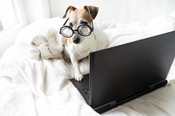istock smart dog in glasses bed working with laptop computer 1298273572